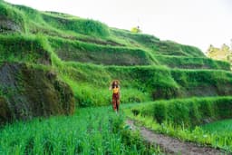 Tegalalang Rice Form