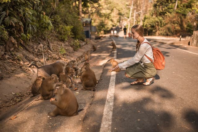 A playful monkey in the Sacred Monkey Forest